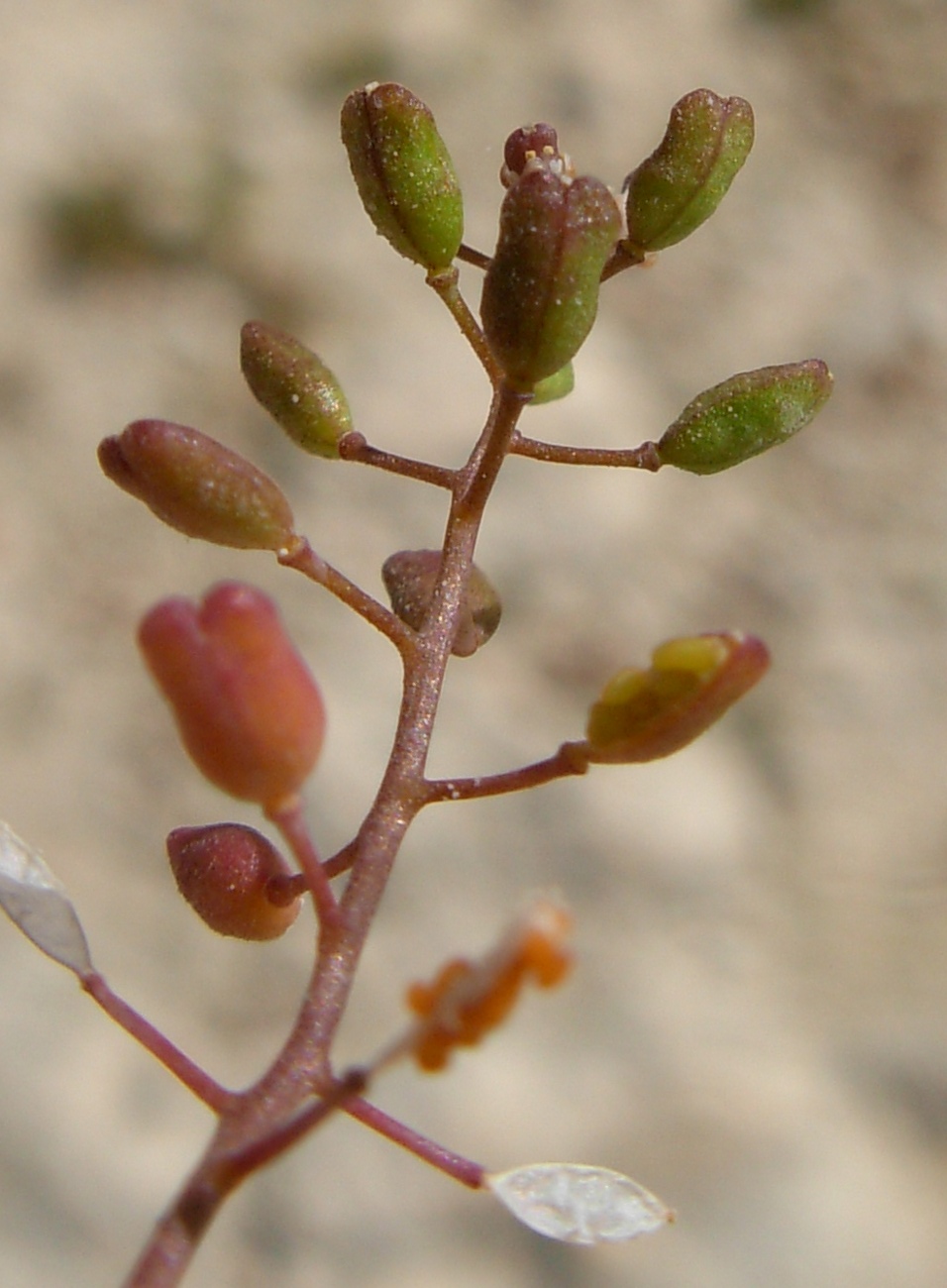 Hornungia procumbens / Hornungia procumbens